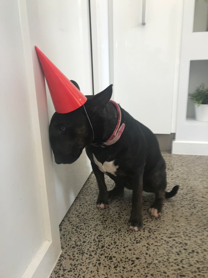 raza Bull Terrier