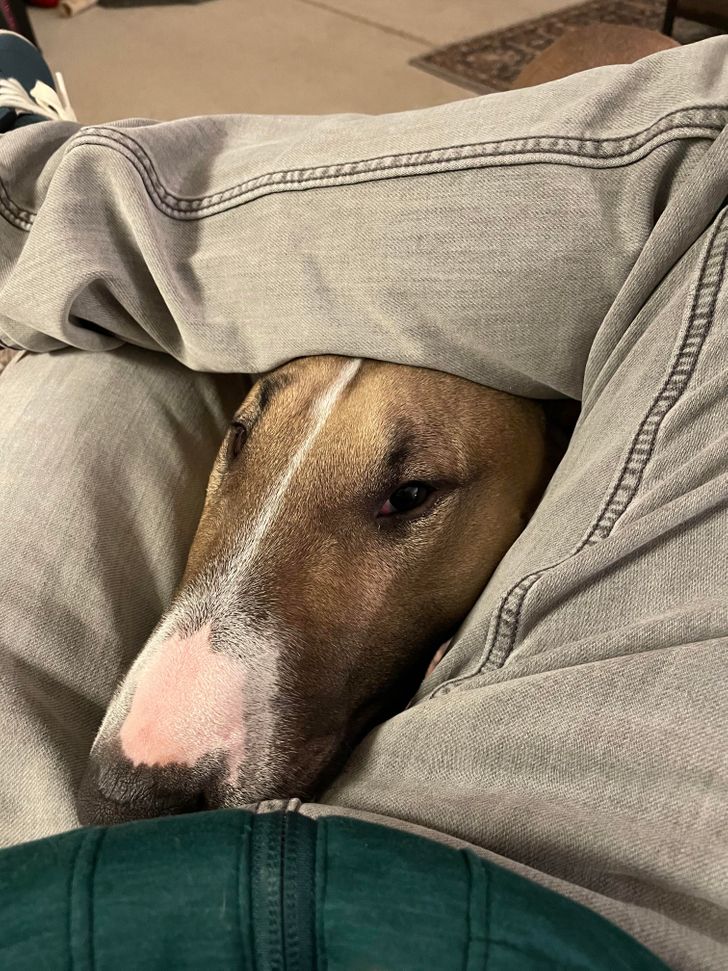 raza Bull Terrier