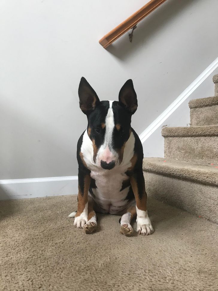 raza Bull Terrier
