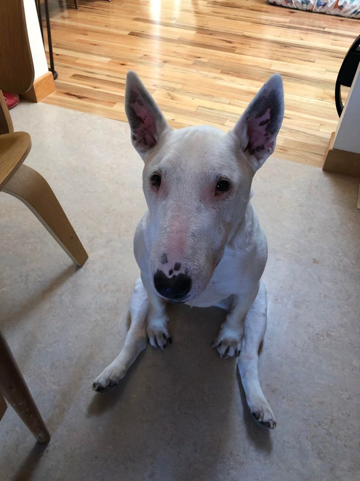 raza Bull Terrier