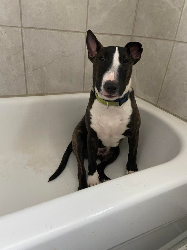 raza Bull Terrier