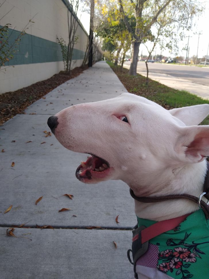 raza Bull Terrier