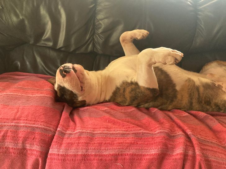 raza Bull Terrier