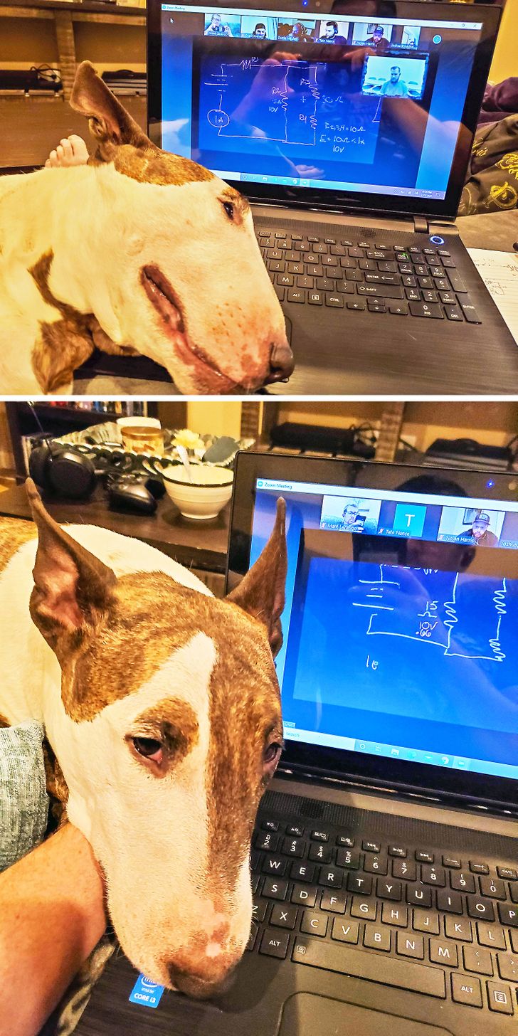 raza Bull Terrier