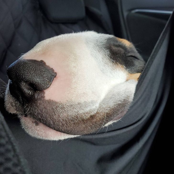 raza Bull terrier