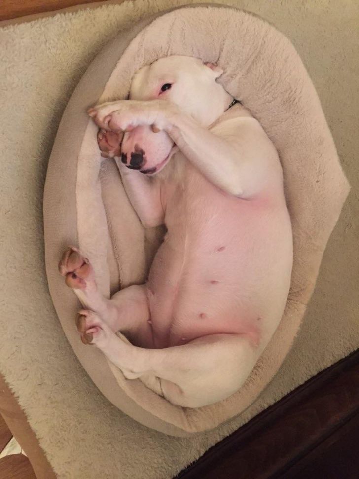 raza Bull Terrier