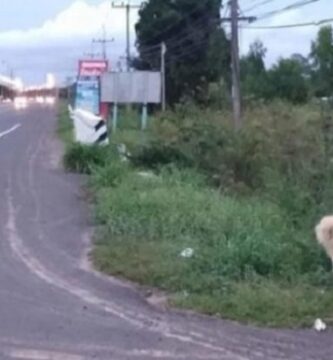 leal perrito