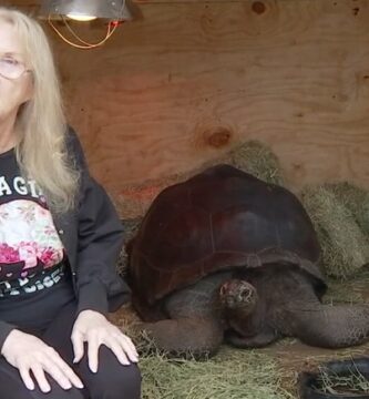 tortuga gigante