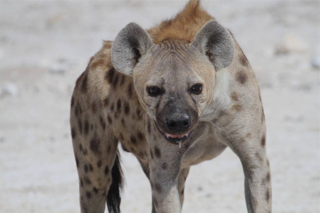 Animales Que Se Pintan Y Se Lavan