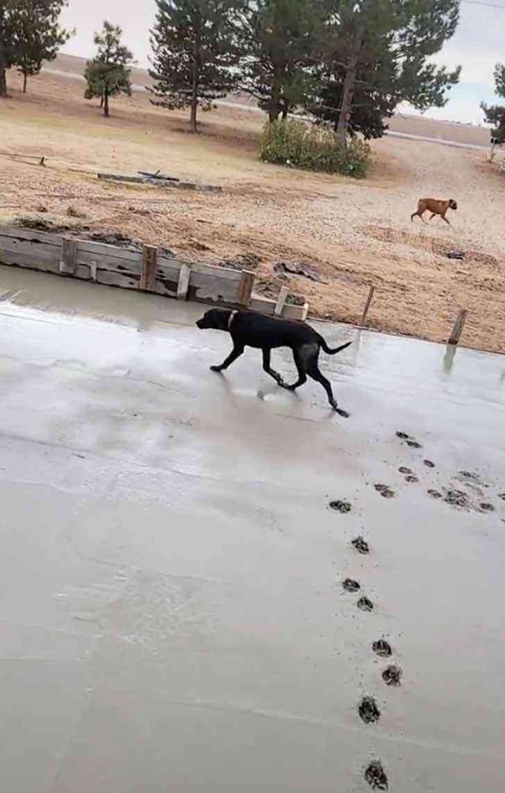 Perro Morting Perrito esperó hasta ver el cemento fresco para ir a tumbarse sobre él